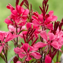 Gaura roja de Lindheimer